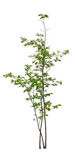 红红红蔷薇采集到植物素材