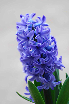 达拉然之眼采集到花卉