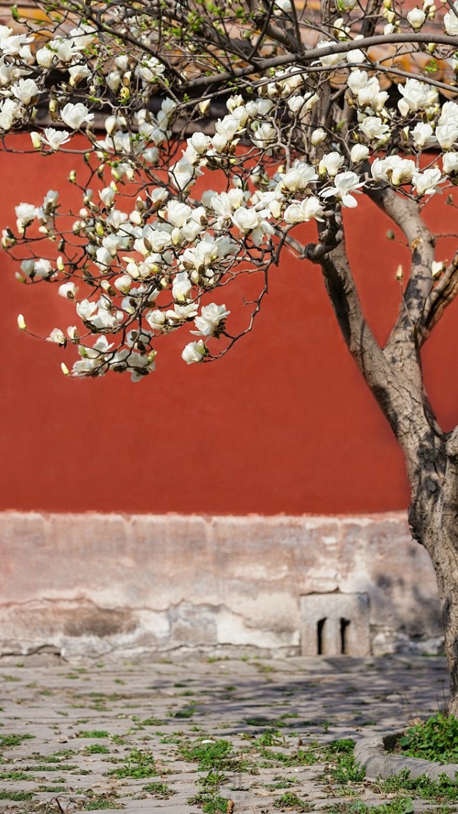 紫禁城花朝61玉兰61丙申翠条多力引风长点破银花玉雪香韵友似知人