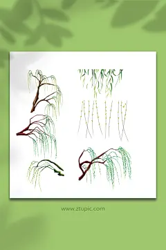 唯美春天柳树柳叶垂柳插画元素