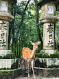 京都正确打开方式，奈良一日景点全打卡线路 - 小红书