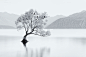 Photograph Bird Tree by Jordan Ek on 500px #采集大赛#