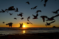 Flock of Seagulls in Flight at Sunset in Oceanside