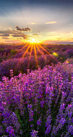 陈云归采集到花背景