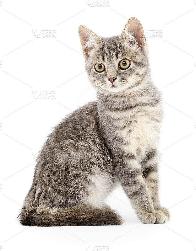 白底上的小猫