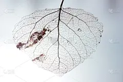 叶脉骨架微距拍摄。抽象的纹理背景。