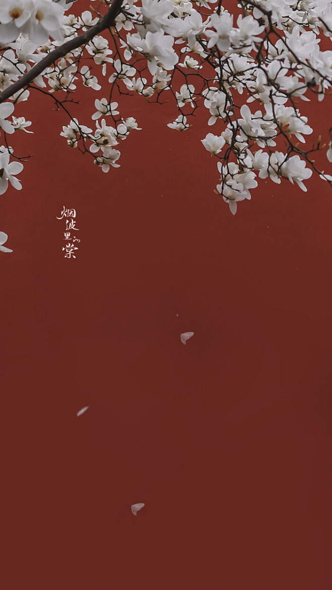 @烟波里的棠 玉兰花