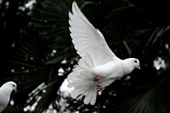 MgY5uhIK采集到Bird