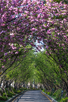 花花不在线采集到园路