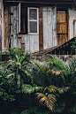 green palm plant near white wooden house