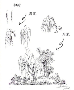火锅浅析采集到速写——花草树木