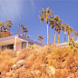 House with palm trees