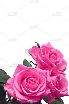 孤立在白色背景上的粉红色玫瑰