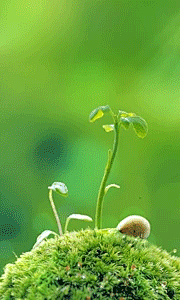小绿芽 动态壁纸 GIF 