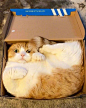 盒子里的猫 ​​​​