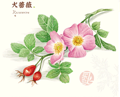 L-豆豆鱼采集到彩铅