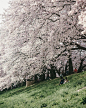 京都的春天 By Mitsuru Wakabayashi - 全国高校摄影联盟 - 图虫
