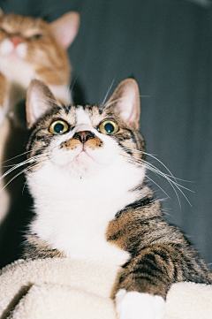 Rainwow采集到猫咪