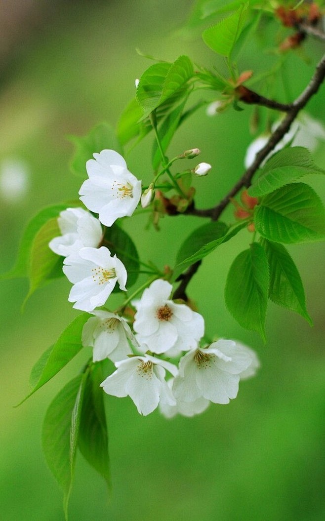 寂寞空庭春欲晚，
梨花满地不开门