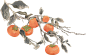 秋分国风插画-柿子树枝2