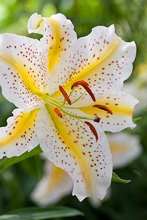 ~~Lily 'Gold Band'~~