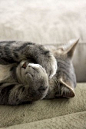 猫猫部落(ฅ'ω'ฅ)_猫厨娘之屋图片专辑-堆糖