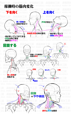 ----渊采集到人体