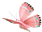 蝴蝶PNG格式图
