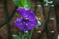 矮牵牛 紫色 蓝色的 花壁纸 污渍 斑 美丽的花朵 花园矮牵牛