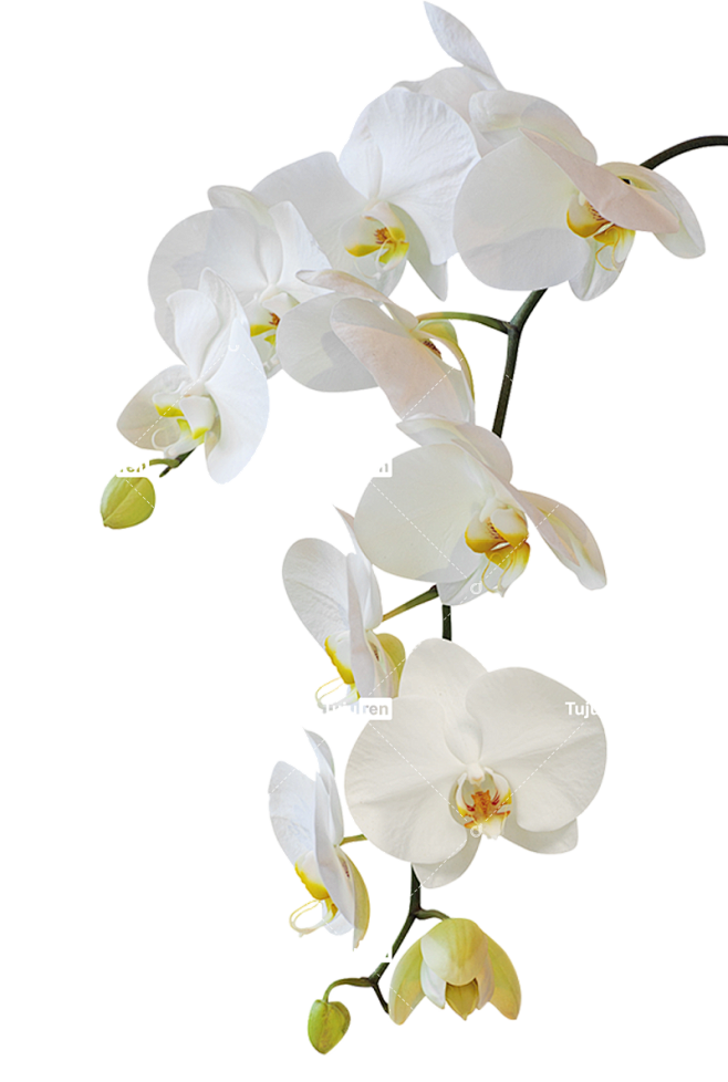 鲜花剪贴画背景