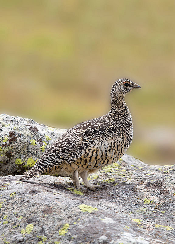 鸡形目雉科岩雷鸟夏羽