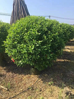 疑生采集到C-植物意向图（灌木）