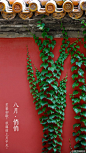 #紫禁城岁时#悄悄的，寿康宫的梨树结了满树的梨子，火红的石榴花变成了饱满的石榴，大大的枣子缀满了枝头……槐花因一场大雨铺满了地，爬山虎奋力地够到了夏天的尾巴……就这样，秋天在【八月•悄悄】地来了。