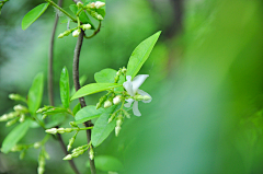 _谷雨采集到放慢脚步,静听—花言