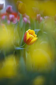 荷兰郁金香花卉手机壁纸 640x960