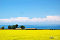 青海湖 寻找最美的油菜花海感受最纯粹的蓝天(组图)