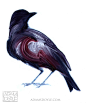 Gorgeous Bird Paintings by Adam S. Doyle