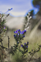 (1) Tumblr
