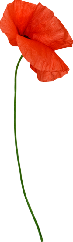 DCRe采集到收集PNG-自然物品