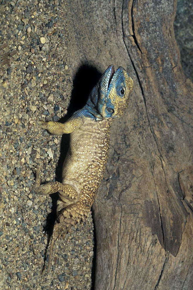 蜥蜴目美洲鬣蜥科盾尾蜥属盾尾蜥