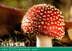 小区多多公众号采集到mushroom