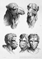 如果人类是从不同的动物进化而来，那相貌会是什么样子？_查尔斯·勒布伦 : 在他的作品“关于面部表情的论述”中，展示了如果人类从不同的动物进化而来的是什么样子的绘画。这位画家的幻想虽然确实很奇怪，但值得一看。 1.狮子 2.猫头鹰 3.浣熊 8.另外一种品种的羊…