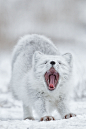 tect0nic:

Arctic fox by Charles Glatzer via 500px.