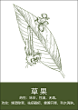 中药材插画