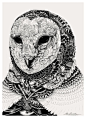 Owl猫头鹰笔墨手绘插画---酷图编号1062834