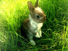 eryu采集到动物 兔