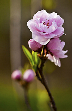 Marco_Hoo采集到花  flower