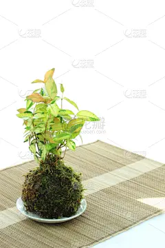 苔藓,球体,盆景,垂直画幅,贺卡,留白,无人,传统,夏天,植物