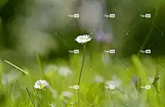 草地 性质 绿色 花 雏菊 花卉背景 花壁纸 白色的 美味佳肴