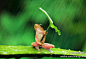 在印度尼西亚一只树蛙被拍到抱着树叶躲雨，摄影师表示这只树蛙抱了半小时才撒手~转